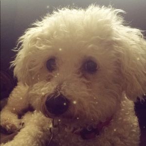 Meet your Posher, Gracie